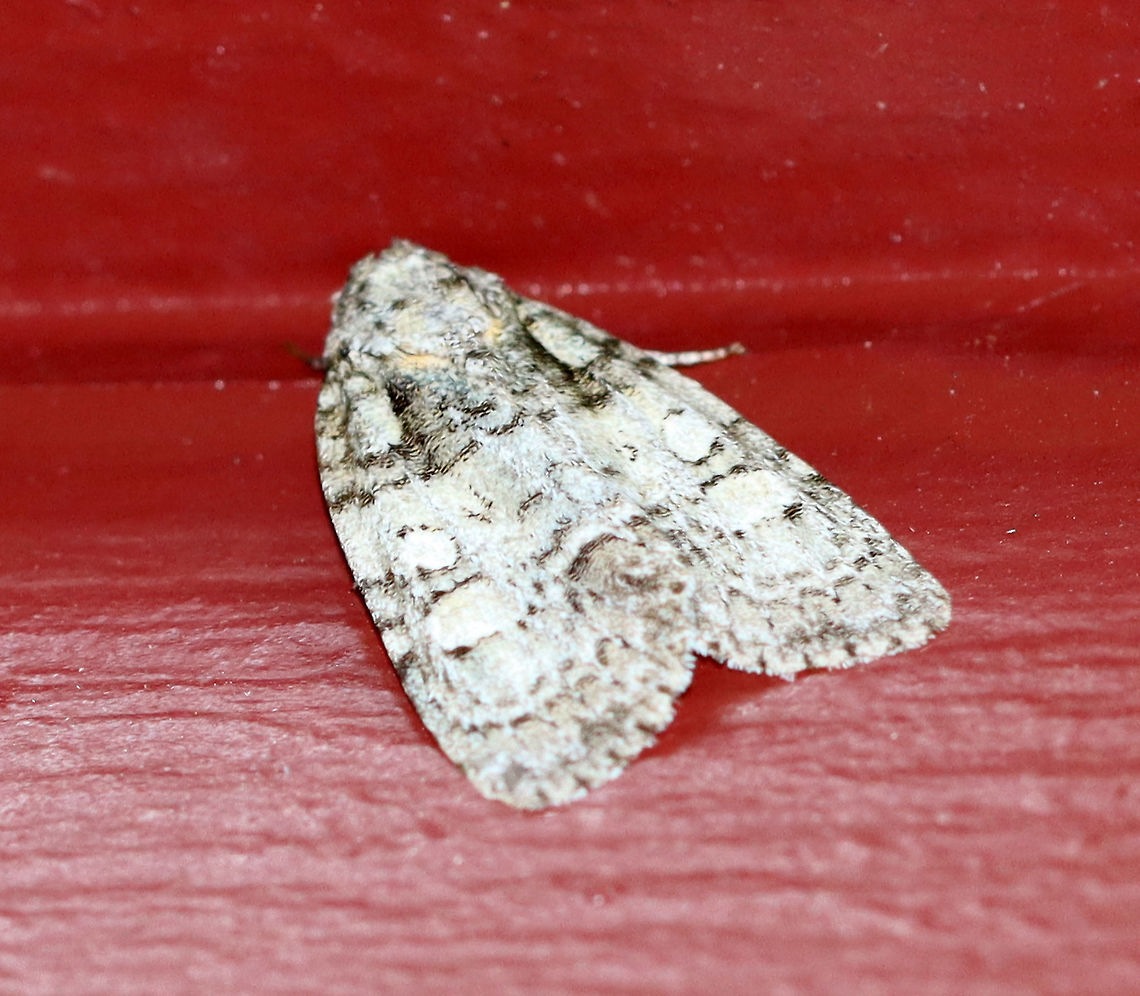 Eclipsed Oak Dagger - Acronicta increta Habitat: Resting on the side of an old building near the edge of a mixed forest Acronicta,Acronicta increta,Eclipsed Oak Dagger,Geotagged,Summer,United States,moth