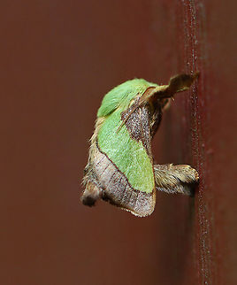 Smaller Parasa - Parasa chloris Habitat: Resting on the side of an old building near the edge of a mixed forest Geotagged,Parasa,Parasa chloris,Smaller Parasa Moth,Summer,United States,moth