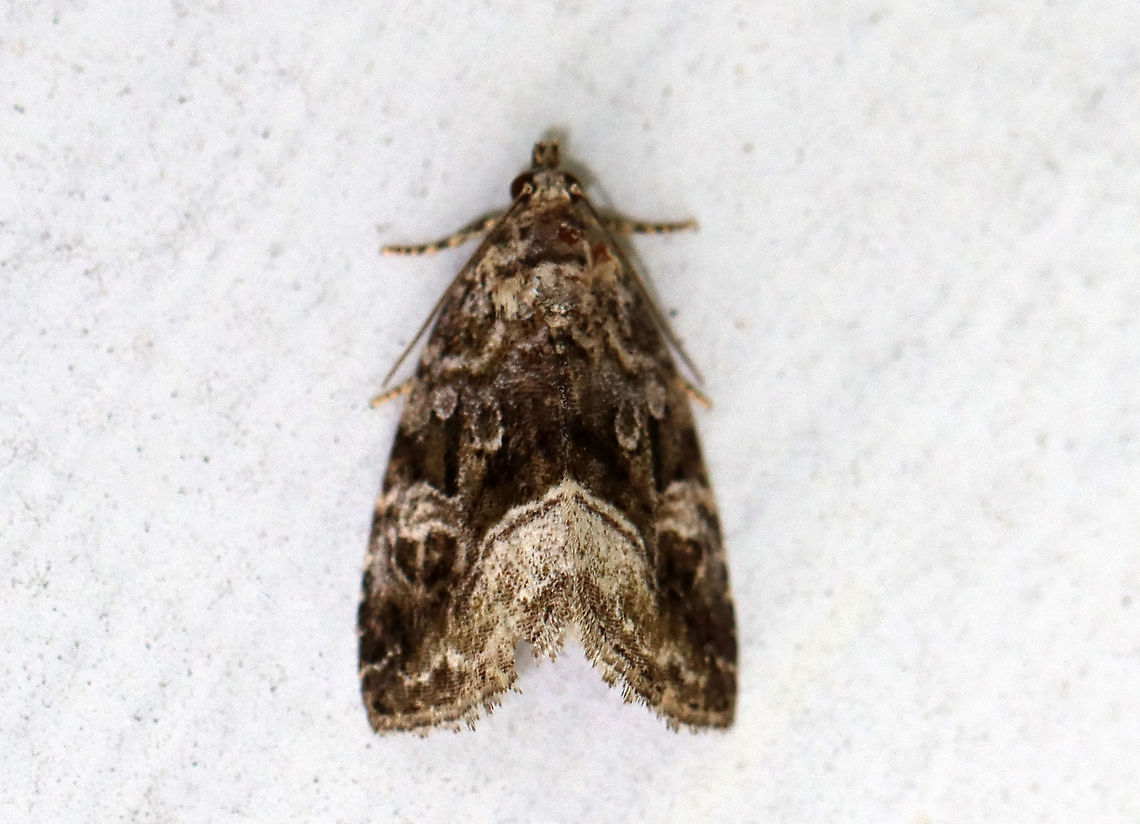 Large Mossy Lithacodium - Protodeltote muscosula Habitat: Resting on the side of an old building near the edge of a mixed forest Geotagged,Large mossy lithacodium,Protodeltote,Protodeltote muscosula,Summer,United States,moth