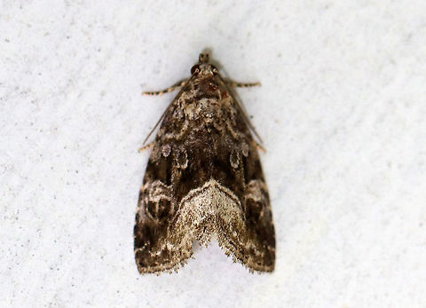 Large Mossy Lithacodium - Protodeltote muscosula Habitat: Resting on the side of an old building near the edge of a mixed forest Geotagged,Large mossy lithacodium,Protodeltote,Protodeltote muscosula,Summer,United States,moth