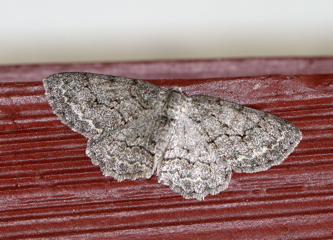 Small Engrailed - Ectropis crepuscularia Habitat: Resting on the side of an old building near the edge of a mixed forest Ectropis,Ectropis crepuscularia,Geotagged,Small Engrailed,Summer,United States,moth