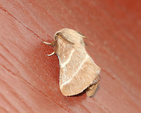 Eastern Tent - Malacosoma americanum Habitat: Resting on the side of an old building near the edge of a mixed forest Eastern tent caterpillar,Geotagged,Malacosoma,Malacosoma americanum,Summer,United States,moth