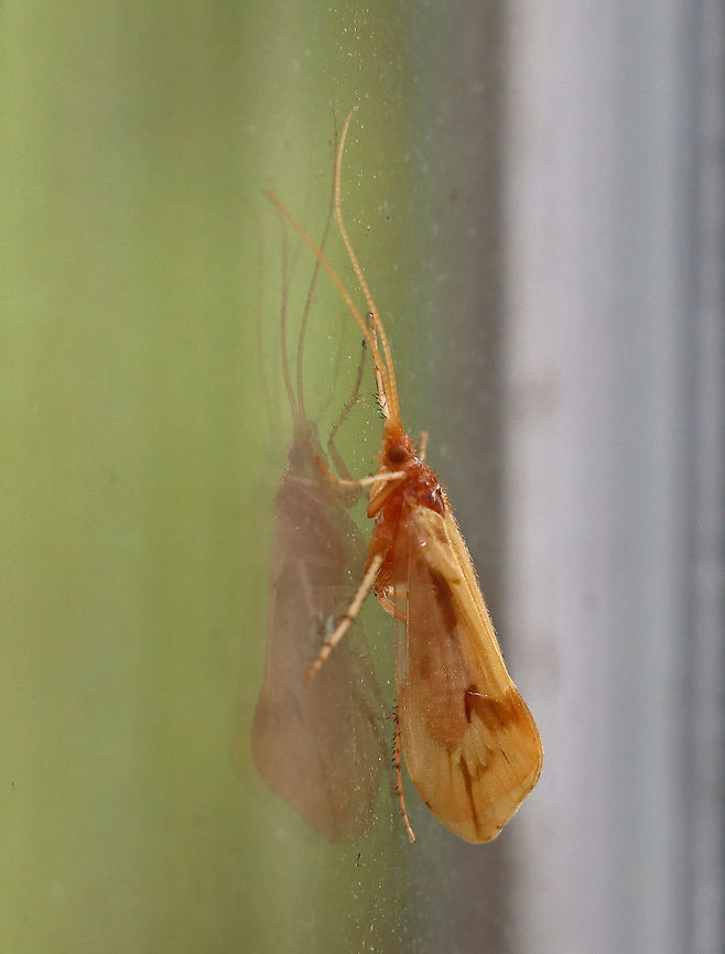 Caddisfly - Limnephilus sp. Habitat: Resting on the side of an old building near the edge of a mixed forest Geotagged,Limnephilus,Summer,Trichoptera,United States,caddisfly
