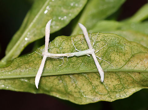 Plume Moths - Hellinsia homodactylus These moths were "in love".

Habitat: Garden Geotagged,Hellinsia,Hellinsia homodactylus,Plain Plume Moth,Summer,United States,moth,plume moth