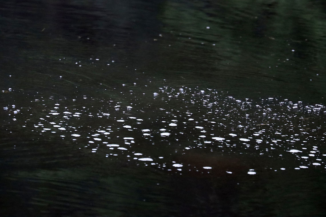 Beaver Bubbles (Castor canadensis) The beaver spent several minutes at a time underwater. The only way to find it was to look for the bubbles!<br />
<br />
Habitat: Pond<br />
<figure class="photo"><a href="https://www.jungledragon.com/image/108162/north_american_beaver_-_castor_canadensis.html" title="North American Beaver - Castor canadensis"><img src="https://s3.amazonaws.com/media.jungledragon.com/images/3232/108162_thumb.jpg?AWSAccessKeyId=05GMT0V3GWVNE7GGM1R2&Expires=1759968010&Signature=Ql7TfS9GVS386uIrqoS%2FWh4nvyE%3D" width="200" height="138" alt="North American Beaver - Castor canadensis I was out EARLY in the morning in search of moths, when I spotted this cutie. The beaver spent several minutes at a time underwater. The only way to find it was to look for the bubbles! <br />
<br />
I didn&#039;t intend for the photo to be so dark, but sadly I don&#039;t shoot RAW...yet. Although, I kind of like the darkness of this shot.<br />
<br />
Habitat: Pond<br />
https://www.jungledragon.com/image/108161/beaver_bubbles_castor_canadensis.html<br />
<br />
 Castor canadensis,Geotagged,North American Beaver,Summer,United States" /></a></figure> Castor,Geotagged,Summer,United States,air bubbles,beaver