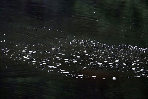 Beaver Bubbles (Castor canadensis) The beaver spent several minutes at a time underwater. The only way to find it was to look for the bubbles!

Habitat: Pond
https://www.jungledragon.com/image/108162/north_american_beaver_-_castor_canadensis.html Castor,Geotagged,Summer,United States,air bubbles,beaver