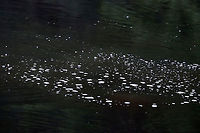 Beaver Bubbles (Castor canadensis) The beaver spent several minutes at a time underwater. The only way to find it was to look for the bubbles!<br />
<br />
Habitat: Pond<br />
https://www.jungledragon.com/image/108162/north_american_beaver_-_castor_canadensis.html Castor,Geotagged,Summer,United States,air bubbles,beaver