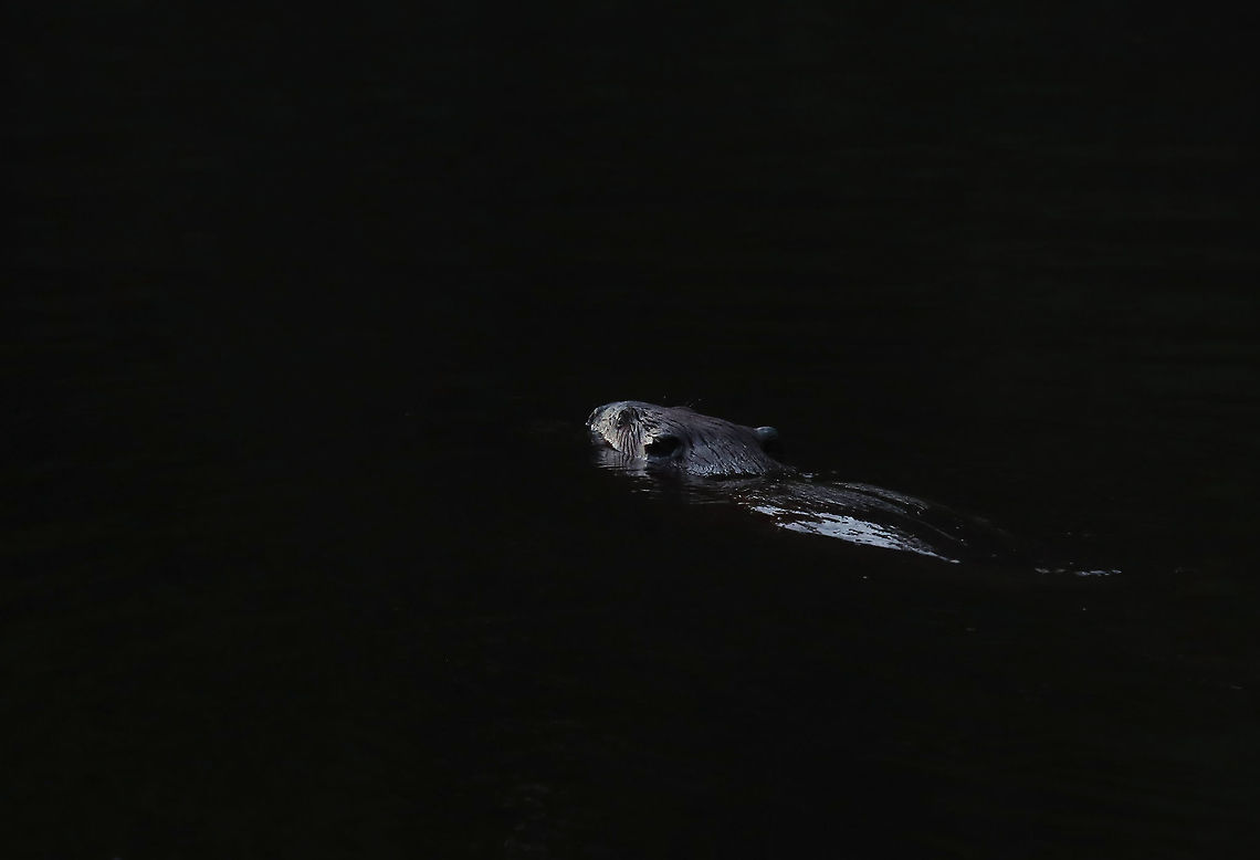 North American Beaver - Castor canadensis I was out EARLY in the morning in search of moths, when I spotted this cutie. The beaver spent several minutes at a time underwater. The only way to find it was to look for the bubbles! <br />
<br />
I didn&#039;t intend for the photo to be so dark, but sadly I don&#039;t shoot RAW...yet. Although, I kind of like the darkness of this shot.<br />
<br />
Habitat: Pond<br />
<figure class="photo"><a href="https://www.jungledragon.com/image/108161/beaver_bubbles_castor_canadensis.html" title="Beaver Bubbles (Castor canadensis)"><img src="https://s3.amazonaws.com/media.jungledragon.com/images/3232/108161_thumb.jpg?AWSAccessKeyId=05GMT0V3GWVNE7GGM1R2&Expires=1759968010&Signature=1qQ8ilz2zcG1tqAUj%2FNWGCRhydc%3D" width="200" height="134" alt="Beaver Bubbles (Castor canadensis) The beaver spent several minutes at a time underwater. The only way to find it was to look for the bubbles!<br />
<br />
Habitat: Pond<br />
https://www.jungledragon.com/image/108162/north_american_beaver_-_castor_canadensis.html Castor,Geotagged,Summer,United States,air bubbles,beaver" /></a></figure><br />
<br />
 Castor canadensis,Geotagged,North American Beaver,Summer,United States