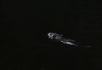North American Beaver - Castor canadensis I was out EARLY in the morning in search of moths, when I spotted this cutie. The beaver spent several minutes at a time underwater. The only way to find it was to look for the bubbles! <br />
<br />
I didn't intend for the photo to be so dark, but sadly I don't shoot RAW...yet. Although, I kind of like the darkness of this shot.<br />
<br />
Habitat: Pond<br />
https://www.jungledragon.com/image/108161/beaver_bubbles_castor_canadensis.html<br />
<br />
 Castor canadensis,Geotagged,North American Beaver,Summer,United States