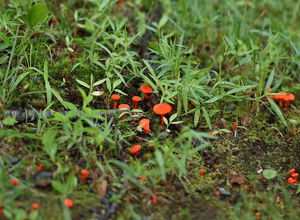 Red Chanterelles - Cantharellus cinnabarinus Finding these beauties was an accident. I was finishing up searching for moths in the very early morning hours, but couldn&#039;t get back to my car because a huge tree had fallen across the small ravine. Soooo, I took the long way around and came upon these mushies!<br />
<br />
Habitat: Forest edge<br />
<figure class="photo"><a href="https://www.jungledragon.com/image/108165/red_chanterelles_-_cantharellus_cinnabarinus.html" title="Red Chanterelles - Cantharellus cinnabarinus"><img src="https://s3.amazonaws.com/media.jungledragon.com/images/3232/108165_thumb.jpg?AWSAccessKeyId=05GMT0V3GWVNE7GGM1R2&Expires=1759968010&Signature=%2FlN1R433mJp3Th%2BA9Jx26LjG8pA%3D" width="200" height="194" alt="Red Chanterelles - Cantharellus cinnabarinus Finding these beauties was an accident. I was finishing up searching for moths in the very early morning hours, but couldn&#039;t get back to my car because a huge tree had fallen across the small ravine. Soooo, I took the long way around and came upon these mushies!<br />
<br />
Habitat: Forest edge<br />
https://www.jungledragon.com/image/108163/red_chanterelles_-_cantharellus_cinnabarinus.html<br />
https://www.jungledragon.com/image/108164/red_chanterelles_-_cantharellus_cinnabarinus.html Cantharellus cinnabarinus,Geotagged,Red Chanterelle,Summer,United States" /></a></figure><br />
<figure class="photo"><a href="https://www.jungledragon.com/image/108164/red_chanterelles_-_cantharellus_cinnabarinus.html" title="Red Chanterelles - Cantharellus cinnabarinus"><img src="https://s3.amazonaws.com/media.jungledragon.com/images/3232/108164_thumb.jpg?AWSAccessKeyId=05GMT0V3GWVNE7GGM1R2&Expires=1759968010&Signature=CUbfjkVeZdPSuuKMbhsHoUDUfqA%3D" width="200" height="118" alt="Red Chanterelles - Cantharellus cinnabarinus Finding these beauties was an accident. I was finishing up searching for moths in the very early morning hours, but couldn&#039;t get back to my car because a huge tree had fallen across the small ravine. Soooo, I took the long way around and came upon these mushies!<br />
<br />
Habitat: Forest edge<br />
https://www.jungledragon.com/image/108163/red_chanterelles_-_cantharellus_cinnabarinus.html<br />
https://www.jungledragon.com/image/108165/red_chanterelles_-_cantharellus_cinnabarinus.html Cantharellus cinnabarinus,Geotagged,Red Chanterelle,Summer,United States" /></a></figure> Cantharellus,Cantharellus cinnabarinus,Geotagged,Red Chanterelle,Summer,United States,fungus,mushrooms