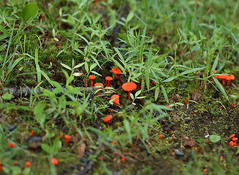 Red Chanterelles - Cantharellus cinnabarinus Finding these beauties was an accident. I was finishing up searching for moths in the very early morning hours, but couldn't get back to my car because a huge tree had fallen across the small ravine. Soooo, I took the long way around and came upon these mushies!

Habitat: Forest edge
https://www.jungledragon.com/image/108165/red_chanterelles_-_cantharellus_cinnabarinus.html
https://www.jungledragon.com/image/108164/red_chanterelles_-_cantharellus_cinnabarinus.html Cantharellus,Cantharellus cinnabarinus,Geotagged,Red Chanterelle,Summer,United States,fungus,mushrooms