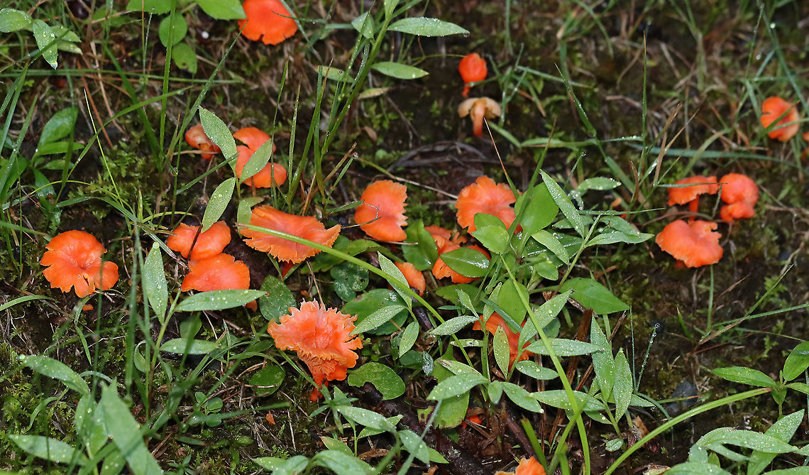 Red Chanterelles - Cantharellus cinnabarinus Finding these beauties was an accident. I was finishing up searching for moths in the very early morning hours, but couldn&#039;t get back to my car because a huge tree had fallen across the small ravine. Soooo, I took the long way around and came upon these mushies!<br />
<br />
Habitat: Forest edge<br />
<figure class="photo"><a href="https://www.jungledragon.com/image/108163/red_chanterelles_-_cantharellus_cinnabarinus.html" title="Red Chanterelles - Cantharellus cinnabarinus"><img src="https://s3.amazonaws.com/media.jungledragon.com/images/3232/108163_thumb.jpg?AWSAccessKeyId=05GMT0V3GWVNE7GGM1R2&Expires=1759968010&Signature=50xWJtm00qvrbPHmNcLM6sZILVw%3D" width="200" height="148" alt="Red Chanterelles - Cantharellus cinnabarinus Finding these beauties was an accident. I was finishing up searching for moths in the very early morning hours, but couldn&#039;t get back to my car because a huge tree had fallen across the small ravine. Soooo, I took the long way around and came upon these mushies!<br />
<br />
Habitat: Forest edge<br />
https://www.jungledragon.com/image/108165/red_chanterelles_-_cantharellus_cinnabarinus.html<br />
https://www.jungledragon.com/image/108164/red_chanterelles_-_cantharellus_cinnabarinus.html Cantharellus,Cantharellus cinnabarinus,Geotagged,Red Chanterelle,Summer,United States,fungus,mushrooms" /></a></figure><br />
<figure class="photo"><a href="https://www.jungledragon.com/image/108165/red_chanterelles_-_cantharellus_cinnabarinus.html" title="Red Chanterelles - Cantharellus cinnabarinus"><img src="https://s3.amazonaws.com/media.jungledragon.com/images/3232/108165_thumb.jpg?AWSAccessKeyId=05GMT0V3GWVNE7GGM1R2&Expires=1759968010&Signature=%2FlN1R433mJp3Th%2BA9Jx26LjG8pA%3D" width="200" height="194" alt="Red Chanterelles - Cantharellus cinnabarinus Finding these beauties was an accident. I was finishing up searching for moths in the very early morning hours, but couldn&#039;t get back to my car because a huge tree had fallen across the small ravine. Soooo, I took the long way around and came upon these mushies!<br />
<br />
Habitat: Forest edge<br />
https://www.jungledragon.com/image/108163/red_chanterelles_-_cantharellus_cinnabarinus.html<br />
https://www.jungledragon.com/image/108164/red_chanterelles_-_cantharellus_cinnabarinus.html Cantharellus cinnabarinus,Geotagged,Red Chanterelle,Summer,United States" /></a></figure> Cantharellus cinnabarinus,Geotagged,Red Chanterelle,Summer,United States