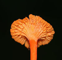 Red Chanterelles - Cantharellus cinnabarinus Finding these beauties was an accident. I was finishing up searching for moths in the very early morning hours, but couldn't get back to my car because a huge tree had fallen across the small ravine. Soooo, I took the long way around and came upon these mushies!<br />
<br />
Habitat: Forest edge<br />
https://www.jungledragon.com/image/108163/red_chanterelles_-_cantharellus_cinnabarinus.html<br />
https://www.jungledragon.com/image/108164/red_chanterelles_-_cantharellus_cinnabarinus.html Cantharellus cinnabarinus,Geotagged,Red Chanterelle,Summer,United States
