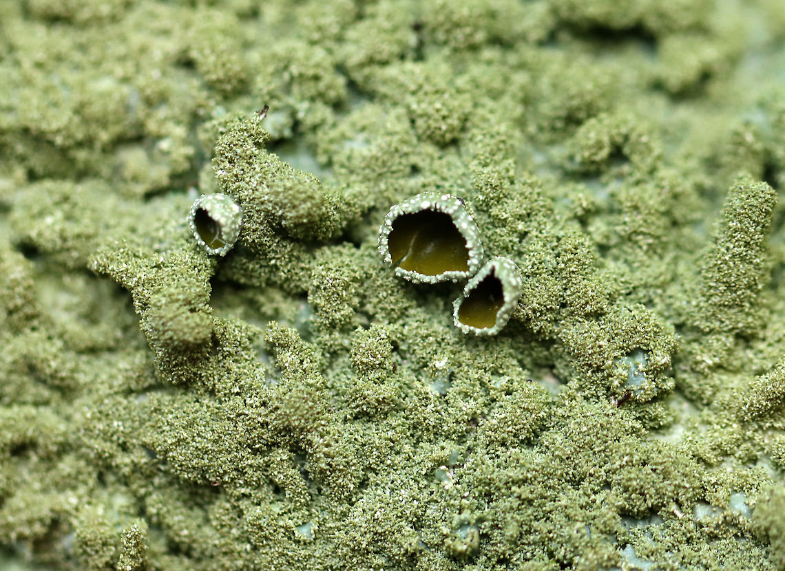 Foliose Lichen -  Parmeliaceae Habitat: Growing on an old, wooden fence Geotagged,Parmeliaceae,Summer,United States,foliose lichen,lichen