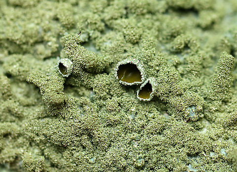Foliose Lichen -  Parmeliaceae Habitat: Growing on an old, wooden fence Geotagged,Parmeliaceae,Summer,United States,foliose lichen,lichen