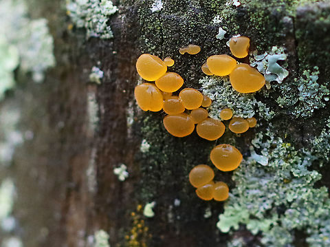 Jelly Spot Fungus - Dacrymyces sp.? Dacrymyces chrysospermus? Habitat: Old rotting fence separating a meadow from a mixed forest Dacrymyces,Geotagged,Summer,United States,fungus,jelly fungus