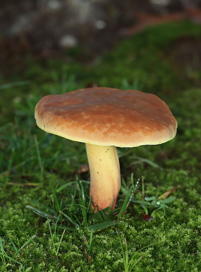 Mushroom - Family Boletaceae Flesh, pores, and stem all turned blue upon being cut.<br />
<br />
Habitat: Growing in a cluster in a shady, moist, grassy area bordering a mixed forest.<br />
<figure class="photo"><a href="https://www.jungledragon.com/image/108171/mushroom_-_family_boletaceae.html" title="Mushroom - Family Boletaceae"><img src="https://s3.amazonaws.com/media.jungledragon.com/images/3232/108171_thumb.jpg?AWSAccessKeyId=05GMT0V3GWVNE7GGM1R2&Expires=1769040010&Signature=pnfoycxAqM%2BF2wrVpHsBGOkdQ9k%3D" width="200" height="152" alt="Mushroom - Family Boletaceae Flesh, pores, and stem all turned blue upon being cut.<br />
<br />
Habitat: Growing in a cluster in a shady, moist, grassy area bordering a mixed forest.<br />
https://www.jungledragon.com/image/108168/mushroom_-_family_boletaceae.html<br />
https://www.jungledragon.com/image/108170/mushrooms_-_family_boletaceae.html<br />
https://www.jungledragon.com/image/108169/mushroom_-_family_boletaceae.html Geotagged,Summer,United States" /></a></figure><br />
<figure class="photo"><a href="https://www.jungledragon.com/image/108170/mushrooms_-_family_boletaceae.html" title="Mushrooms - Family Boletaceae"><img src="https://s3.amazonaws.com/media.jungledragon.com/images/3232/108170_thumb.jpg?AWSAccessKeyId=05GMT0V3GWVNE7GGM1R2&Expires=1769040010&Signature=Gwl01ZMq9Y4b%2B6pvBy0B8XjsE74%3D" width="200" height="152" alt="Mushrooms - Family Boletaceae Flesh, pores, and stem all turned blue upon being cut.<br />
<br />
Habitat: Growing in a cluster in a shady, moist, grassy area bordering a mixed forest.<br />
https://www.jungledragon.com/image/108168/mushroom_-_family_boletaceae.html<br />
https://www.jungledragon.com/image/108171/mushroom_-_family_boletaceae.html<br />
https://www.jungledragon.com/image/108169/mushroom_-_family_boletaceae.html Geotagged,Summer,United States" /></a></figure><br />
<figure class="photo"><a href="https://www.jungledragon.com/image/108169/mushroom_-_family_boletaceae.html" title="Mushroom - Family Boletaceae"><img src="https://s3.amazonaws.com/media.jungledragon.com/images/3232/108169_thumb.jpg?AWSAccessKeyId=05GMT0V3GWVNE7GGM1R2&Expires=1769040010&Signature=lj0IWwmbsBIt8NIp5Dqp0BOEAqk%3D" width="200" height="154" alt="Mushroom - Family Boletaceae Flesh, pores, and stem all turned blue upon being cut.<br />
<br />
Habitat: Growing in a cluster in a shady, moist, grassy area bordering a mixed forest.<br />
https://www.jungledragon.com/image/108170/mushrooms_-_family_boletaceae.html<br />
https://www.jungledragon.com/image/108171/mushroom_-_family_boletaceae.html<br />
https://www.jungledragon.com/image/108168/mushroom_-_family_boletaceae.html Geotagged,Summer,United States" /></a></figure> Geotagged,Summer,United States,boletaceae,bolete,fungus,mushroom