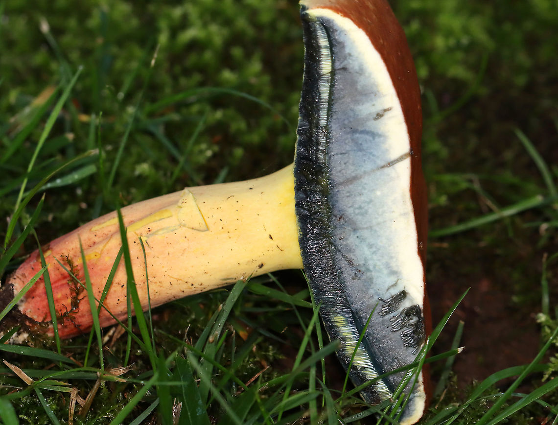 Mushroom - Family Boletaceae Flesh, pores, and stem all turned blue upon being cut.<br />
<br />
Habitat: Growing in a cluster in a shady, moist, grassy area bordering a mixed forest.<br />
<figure class="photo"><a href="https://www.jungledragon.com/image/108170/mushrooms_-_family_boletaceae.html" title="Mushrooms - Family Boletaceae"><img src="https://s3.amazonaws.com/media.jungledragon.com/images/3232/108170_thumb.jpg?AWSAccessKeyId=05GMT0V3GWVNE7GGM1R2&Expires=1769040010&Signature=Gwl01ZMq9Y4b%2B6pvBy0B8XjsE74%3D" width="200" height="152" alt="Mushrooms - Family Boletaceae Flesh, pores, and stem all turned blue upon being cut.<br />
<br />
Habitat: Growing in a cluster in a shady, moist, grassy area bordering a mixed forest.<br />
https://www.jungledragon.com/image/108168/mushroom_-_family_boletaceae.html<br />
https://www.jungledragon.com/image/108171/mushroom_-_family_boletaceae.html<br />
https://www.jungledragon.com/image/108169/mushroom_-_family_boletaceae.html Geotagged,Summer,United States" /></a></figure><br />
<figure class="photo"><a href="https://www.jungledragon.com/image/108171/mushroom_-_family_boletaceae.html" title="Mushroom - Family Boletaceae"><img src="https://s3.amazonaws.com/media.jungledragon.com/images/3232/108171_thumb.jpg?AWSAccessKeyId=05GMT0V3GWVNE7GGM1R2&Expires=1769040010&Signature=pnfoycxAqM%2BF2wrVpHsBGOkdQ9k%3D" width="200" height="152" alt="Mushroom - Family Boletaceae Flesh, pores, and stem all turned blue upon being cut.<br />
<br />
Habitat: Growing in a cluster in a shady, moist, grassy area bordering a mixed forest.<br />
https://www.jungledragon.com/image/108168/mushroom_-_family_boletaceae.html<br />
https://www.jungledragon.com/image/108170/mushrooms_-_family_boletaceae.html<br />
https://www.jungledragon.com/image/108169/mushroom_-_family_boletaceae.html Geotagged,Summer,United States" /></a></figure><br />
<figure class="photo"><a href="https://www.jungledragon.com/image/108168/mushroom_-_family_boletaceae.html" title="Mushroom - Family Boletaceae"><img src="https://s3.amazonaws.com/media.jungledragon.com/images/3232/108168_thumb.jpg?AWSAccessKeyId=05GMT0V3GWVNE7GGM1R2&Expires=1769040010&Signature=hQUUtr3lKJ0qhiZ8TCIK8qfKxjI%3D" width="114" height="152" alt="Mushroom - Family Boletaceae Flesh, pores, and stem all turned blue upon being cut.<br />
<br />
Habitat: Growing in a cluster in a shady, moist, grassy area bordering a mixed forest.<br />
https://www.jungledragon.com/image/108171/mushroom_-_family_boletaceae.html<br />
https://www.jungledragon.com/image/108170/mushrooms_-_family_boletaceae.html<br />
https://www.jungledragon.com/image/108169/mushroom_-_family_boletaceae.html Geotagged,Summer,United States,boletaceae,bolete,fungus,mushroom" /></a></figure> Geotagged,Summer,United States