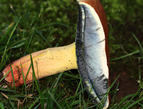 Mushroom - Family Boletaceae Flesh, pores, and stem all turned blue upon being cut.

Habitat: Growing in a cluster in a shady, moist, grassy area bordering a mixed forest.
https://www.jungledragon.com/image/108170/mushrooms_-_family_boletaceae.html
https://www.jungledragon.com/image/108171/mushroom_-_family_boletaceae.html
https://www.jungledragon.com/image/108168/mushroom_-_family_boletaceae.html Geotagged,Summer,United States