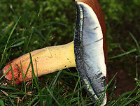 Mushroom - Family Boletaceae Flesh, pores, and stem all turned blue upon being cut.<br />
<br />
Habitat: Growing in a cluster in a shady, moist, grassy area bordering a mixed forest.<br />
https://www.jungledragon.com/image/108170/mushrooms_-_family_boletaceae.html<br />
https://www.jungledragon.com/image/108171/mushroom_-_family_boletaceae.html<br />
https://www.jungledragon.com/image/108168/mushroom_-_family_boletaceae.html Geotagged,Summer,United States