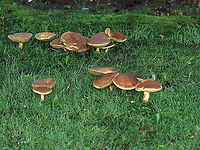 Mushrooms - Family Boletaceae Flesh, pores, and stem all turned blue upon being cut.<br />
<br />
Habitat: Growing in a cluster in a shady, moist, grassy area bordering a mixed forest.<br />
https://www.jungledragon.com/image/108168/mushroom_-_family_boletaceae.html<br />
https://www.jungledragon.com/image/108171/mushroom_-_family_boletaceae.html<br />
https://www.jungledragon.com/image/108169/mushroom_-_family_boletaceae.html Geotagged,Summer,United States