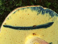 Mushroom - Family Boletaceae Flesh, pores, and stem all turned blue upon being cut.<br />
<br />
Habitat: Growing in a cluster in a shady, moist, grassy area bordering a mixed forest.<br />
https://www.jungledragon.com/image/108168/mushroom_-_family_boletaceae.html<br />
https://www.jungledragon.com/image/108170/mushrooms_-_family_boletaceae.html<br />
https://www.jungledragon.com/image/108169/mushroom_-_family_boletaceae.html Geotagged,Summer,United States