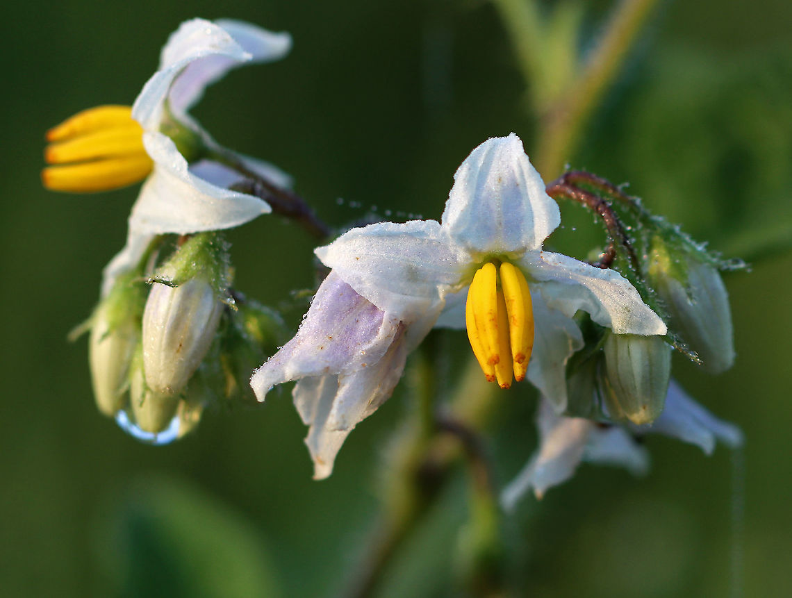 Carolina Horsenettle - Solanum carolinense The flowers have five petals and are usually white with yellow centers. The leaves are alternate and oval-shaped, and are covered with fine hairs. The fruit resemble tomatoes - immature fruit is dark green with stripes; as it matures, the fruit turns yellow and wrinkles.<br />
<br />
All parts of this plant are poisonous to varying degrees due to the presence of solanine, which is a toxic alkaloid. Ingesting any part of the plant can cause fever, headache, nausea, vomiting, and diarrhea. However, ingesting the fruit can cause severe abdominal pain, circulatory and respiratory depression, and death.<br />
<br />
Habitat: Growing in a meadow Carolina horsenettle,Geotagged,Solanum,Solanum carolinense,Summer,United States,horsenettle