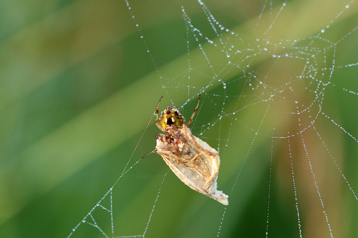 Arabesque Orbweaver - Neoscona arabesca This spider had caught a moth in its web.<br />
<br />
Habitat: Meadow that was FULL of spider silk and webs:<br />
<figure class="photo"><a href="https://www.jungledragon.com/image/97817/spider_web.html" title="Spider Web"><img src="https://s3.amazonaws.com/media.jungledragon.com/images/3232/97817_thumb.jpg?AWSAccessKeyId=05GMT0V3GWVNE7GGM1R2&Expires=1759968010&Signature=X%2BHHosYLzEzusunh%2B2jKX4g7Bwo%3D" width="200" height="144" alt="Spider Web After heavy rain last night, this meadow was blanketed with fog and droplets of water, which highlighted hundreds of spider webs and thousands of strands of spider silk. There used to be a trail of sorts through the meadow, but it has not been maintained and is now a spider&#039;s paradise. It was impossible to walk through without destroying webs, so I ended up abandoning my meadow walk. It was so magical though.<br />
<br />
Habitat: Meadow<br />
https://www.jungledragon.com/image/97821/spider_web.html<br />
https://www.jungledragon.com/image/97822/spider_web.html<br />
https://www.jungledragon.com/image/97820/strands_of_spider_silk.html Geotagged,Summer,United States,spider web,wed" /></a></figure> Arabesque orbweaver,Geotagged,Neoscona,Neoscona arabesca,Summer,United States,orbweaver,spider,spider web,web