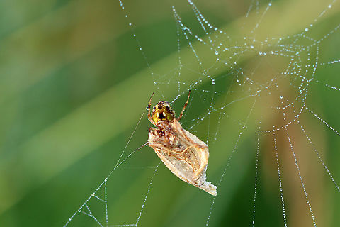 Arabesque Orbweaver - Neoscona arabesca This spider had caught a moth in its web.

Habitat: Meadow that was FULL of spider silk and webs:
https://www.jungledragon.com/image/97817/spider_web.html Arabesque orbweaver,Geotagged,Neoscona,Neoscona arabesca,Summer,United States,orbweaver,spider,spider web,web
