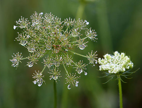 Wild Carrot - Daucus carota Habitat: Meadow Daucus,Daucus carota,Geotagged,Summer,United States,Wild carrot