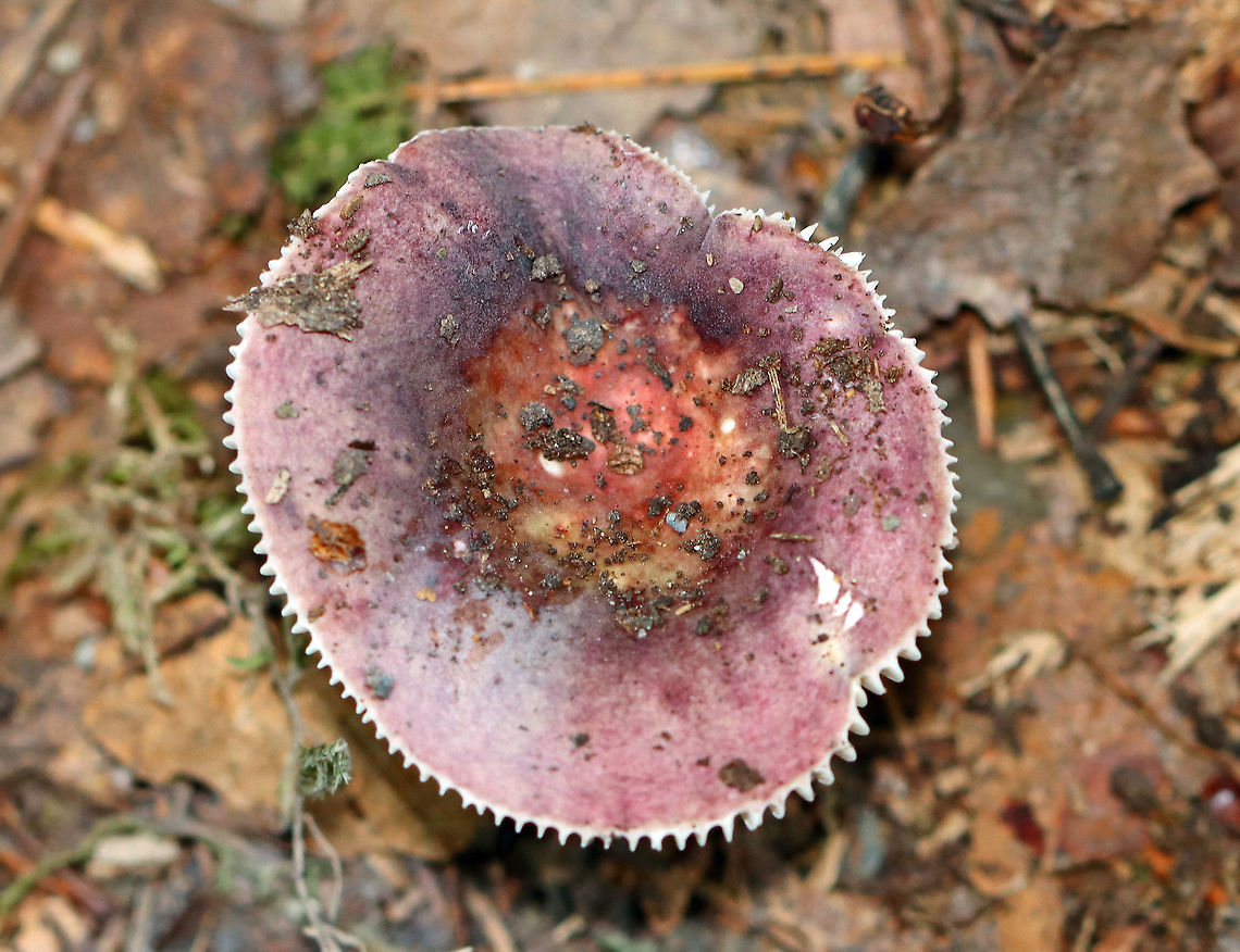 Purple-bloom Russula - Russula mariae Definitely not fresh, but still pretty!<br />
<br />
Habitat: Mixed forest Geotagged,Purple-bloom Russula,Russula,Russula mariae,Summer,United States,fungus,mushroom