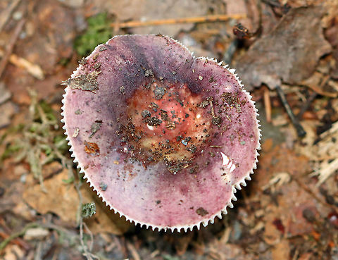 Purple-bloom Russula - Russula mariae Definitely not fresh, but still pretty!

Habitat: Mixed forest Geotagged,Purple-bloom Russula,Russula,Russula mariae,Summer,United States,fungus,mushroom