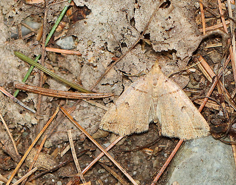Variable Fan-foot - Zanclognatha laevigata Habitat: Blending in splendidly in a mixed forest Geotagged,Summer,United States,Variable Fan-Foot,Zanclognatha,Zanclognatha laevigata,moth
