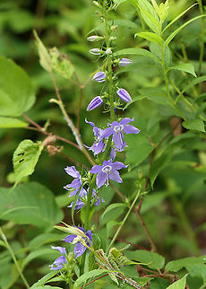 American Bellflower - Campanulastrum americanum Habitat: Meadow/mixed forest edge
https://www.jungledragon.com/image/108304/american_bellflower_-_campanulastrum_americanum.html American bellflower,Campanula americana,Campanulastrum,Campanulastrum americanum,Geotagged,Summer,United States,bellflower