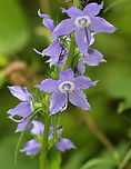 American Bellflower - Campanulastrum americanum Habitat: Meadow/mixed forest edge<br />
https://www.jungledragon.com/image/108303/american_bellflower_-_campanulastrum_americanum.html American bellflower,Campanula americana,Geotagged,Summer,United States