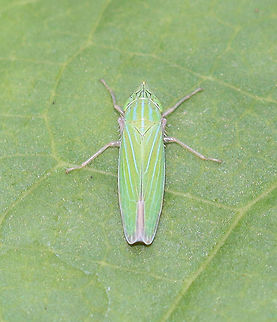 Sharpshooter - Draeculacephala robinsoni Habitat: Meadow/mesic forest edge Cicadellidae,Draeculacephala,Draeculacephala robinsoni,Geotagged,Summer,United States,sharpshooter