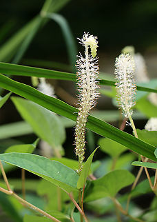 Lizard's Tail - Saururus cernuus Habitat: Mesic, mixed forest Geotagged,Lizards tail,Saururus,Saururus cernuus,Summer,United States