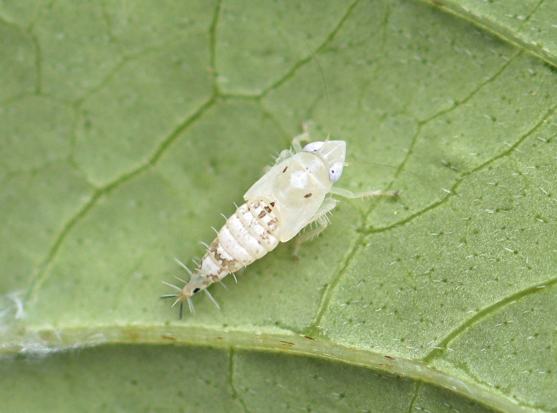Leafhopper Nymph - Scaphoideus sp. Maybe Scaphoideus intricatus?<br />
<br />
Habitat: Mesic, mixed forest edge Geotagged,Scaphoideus,Scaphoideus nymph,Summer,United States,leafhopper,leafhopper nymph,nymph