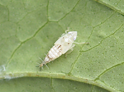 Leafhopper Nymph - Scaphoideus sp. Maybe Scaphoideus intricatus?

Habitat: Mesic, mixed forest edge Geotagged,Scaphoideus,Scaphoideus nymph,Summer,United States,leafhopper,leafhopper nymph,nymph