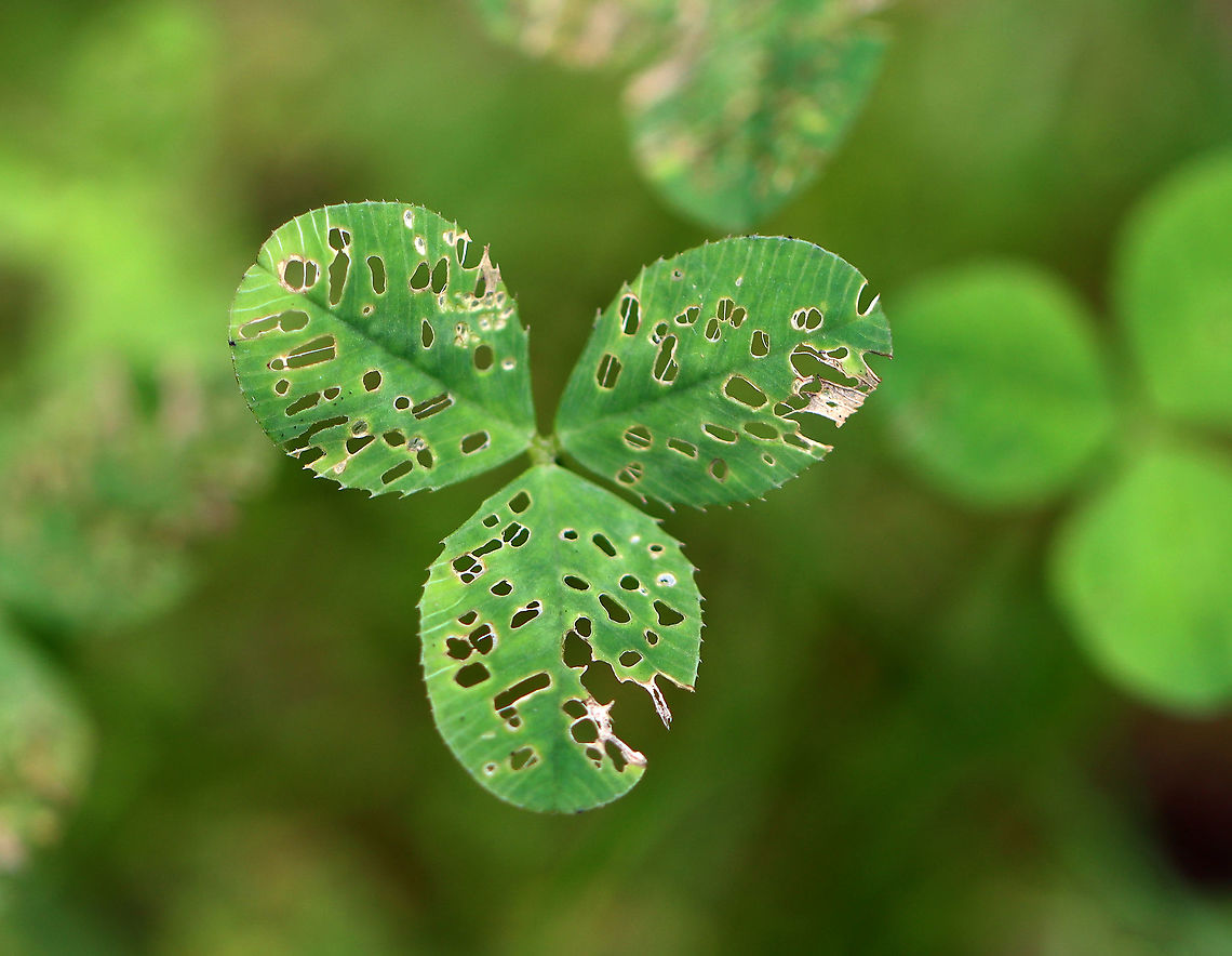 Moth (Elachista sp.) Feeding Damage on White Clover Leaves (Trifolium repens) Habitat: Pondside Geotagged,Summer,Trifolium repens,United States,White clover