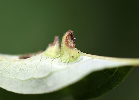 Unidentified Gall Maybe an aphid cone gall? 

Habitat: The host is American groundnut (Apios americana); mesic, mixed forest Geotagged,Summer,United States,gall