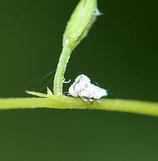 Planthopper Exuvia Habitat: Mesic, mixed forest Geotagged,Summer,United States,exuvia,planthopper exuvia