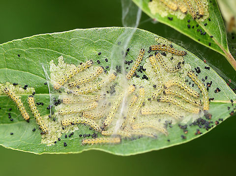 Fall Webworm - Hyphantria cunea Habitat: Mesic, mixed forest Fall webworm,Geotagged,Hyphantria,Hyphantria cunea,Summer,United States,caterpillar,larva
