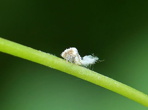 Planthopper Nymph - Acanalonia bivittata Habitat: Mesic, mixed forest Acanalonia,Acanalonia bivittata,Geotagged,Summer,Two-striped Planthopper,United States,nymph