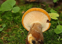 Velvet Roll-rim - Tapinella atrotomentosa Habitat: Mesic, mixed forest<br />
https://www.jungledragon.com/image/108350/velvet_roll-rim_-_tapinella_atrotomentosa.html Geotagged,Summer,Tapinella,Tapinella atrotomentosa,United States,Velvet roll-rim,fungus,mushroom