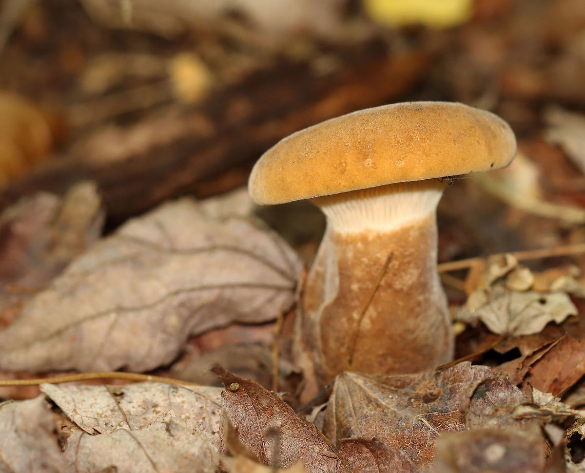 Velvet Roll-rim - Tapinella atrotomentosa Habitat: Mesic, mixed forest<br />
<figure class="photo"><a href="https://www.jungledragon.com/image/108349/velvet_roll-rim_-_tapinella_atrotomentosa.html" title="Velvet Roll-rim - Tapinella atrotomentosa"><img src="https://s3.amazonaws.com/media.jungledragon.com/images/3232/108349_thumb.jpg?AWSAccessKeyId=05GMT0V3GWVNE7GGM1R2&Expires=1759968010&Signature=GW%2FyDy0X%2BQ795gRK%2FauFgdtDuPc%3D" width="200" height="142" alt="Velvet Roll-rim - Tapinella atrotomentosa Habitat: Mesic, mixed forest<br />
https://www.jungledragon.com/image/108350/velvet_roll-rim_-_tapinella_atrotomentosa.html Geotagged,Summer,Tapinella,Tapinella atrotomentosa,United States,Velvet roll-rim,fungus,mushroom" /></a></figure> Geotagged,Summer,Tapinella atrotomentosa,United States,Velvet roll-rim