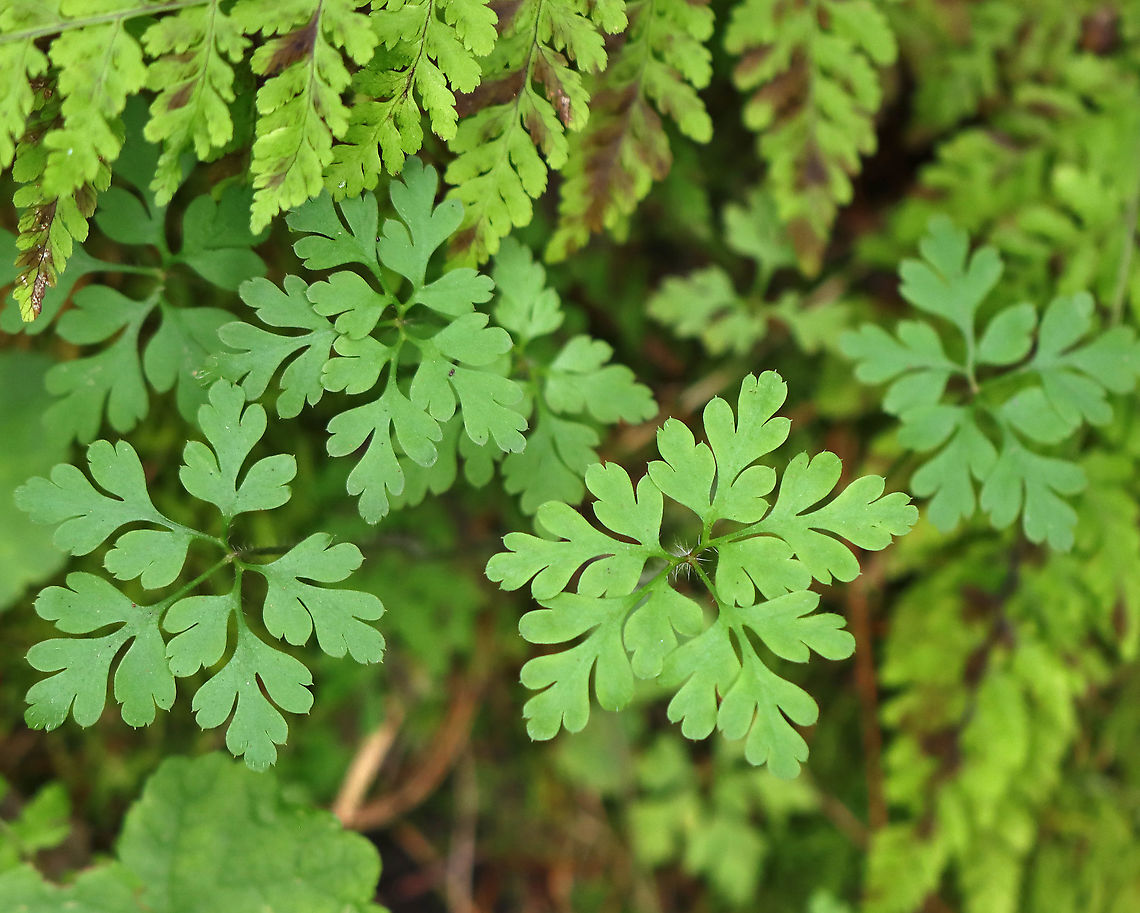 Herb Robert - Geranium robertianum I love the foliage on these plants.<br />
<br />
Habitat: Mesic, mixed forest Geotagged,Geranium,Geranium robertianum,Herb Robert,Summer,United States