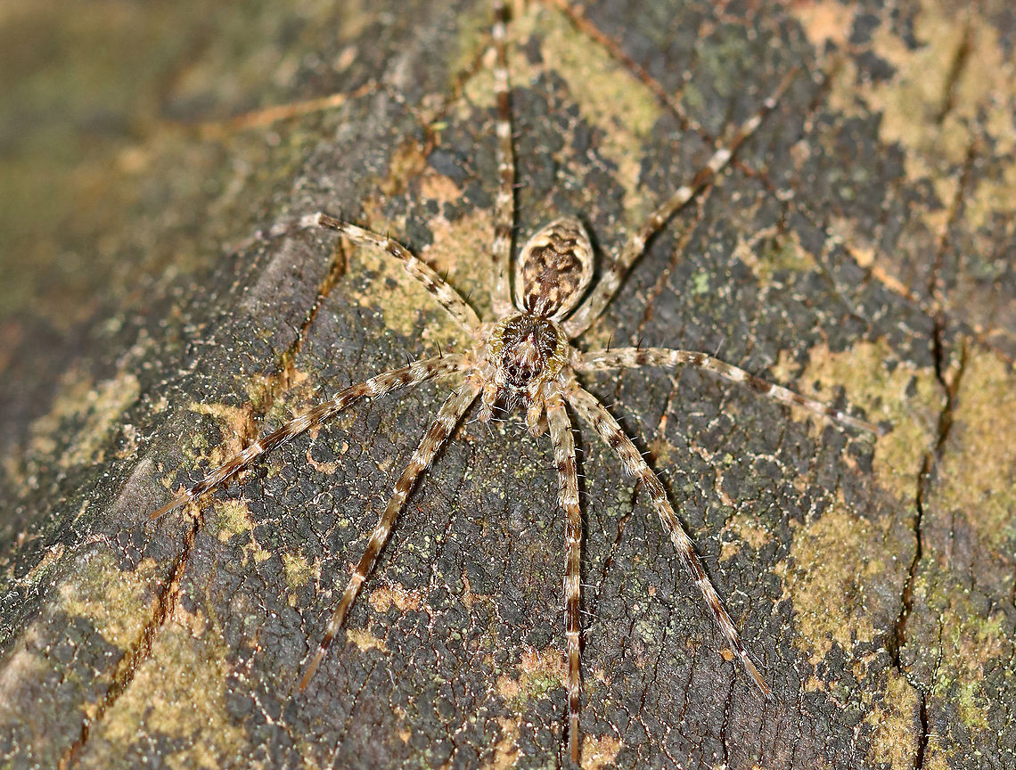 Dark Fishing Spider -Dolomedes tenebrosus Habitat: mesic, mixed forest<br />
<figure class="photo"><a href="https://www.jungledragon.com/image/108353/dark_fishing_spider_-dolomedes_tenebrosus.html" title="Dark Fishing Spider -Dolomedes tenebrosus"><img src="https://s3.amazonaws.com/media.jungledragon.com/images/3232/108353_thumb.jpg?AWSAccessKeyId=05GMT0V3GWVNE7GGM1R2&Expires=1767225610&Signature=GMWYWIU8spNP5sV7s26ff9t5xtI%3D" width="122" height="152" alt="Dark Fishing Spider -Dolomedes tenebrosus Habitat: mesic, mixed forest<br />
https://www.jungledragon.com/image/108352/dark_fishing_spider_-dolomedes_tenebrosus.html Dark Fishing Spider,Dolomedes tenebrosus,Geotagged,Summer,United States" /></a></figure> Dark Fishing Spider,Dolomedes,Dolomedes tenebrosus,Geotagged,Summer,United States,fishing spider,spider
