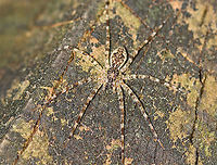Dark Fishing Spider -Dolomedes tenebrosus Habitat: mesic, mixed forest<br />
https://www.jungledragon.com/image/108353/dark_fishing_spider_-dolomedes_tenebrosus.html Dark Fishing Spider,Dolomedes,Dolomedes tenebrosus,Geotagged,Summer,United States,fishing spider,spider