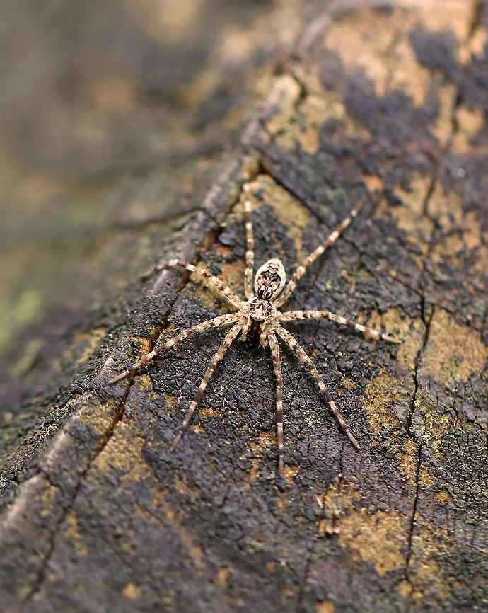 Dark Fishing Spider -Dolomedes tenebrosus Habitat: mesic, mixed forest<br />
<figure class="photo"><a href="https://www.jungledragon.com/image/108352/dark_fishing_spider_-dolomedes_tenebrosus.html" title="Dark Fishing Spider -Dolomedes tenebrosus"><img src="https://s3.amazonaws.com/media.jungledragon.com/images/3232/108352_thumb.jpg?AWSAccessKeyId=05GMT0V3GWVNE7GGM1R2&Expires=1759968010&Signature=89kqfl6CAFN11KVjDtOQPVV9ivs%3D" width="200" height="152" alt="Dark Fishing Spider -Dolomedes tenebrosus Habitat: mesic, mixed forest<br />
https://www.jungledragon.com/image/108353/dark_fishing_spider_-dolomedes_tenebrosus.html Dark Fishing Spider,Dolomedes,Dolomedes tenebrosus,Geotagged,Summer,United States,fishing spider,spider" /></a></figure> Dark Fishing Spider,Dolomedes tenebrosus,Geotagged,Summer,United States